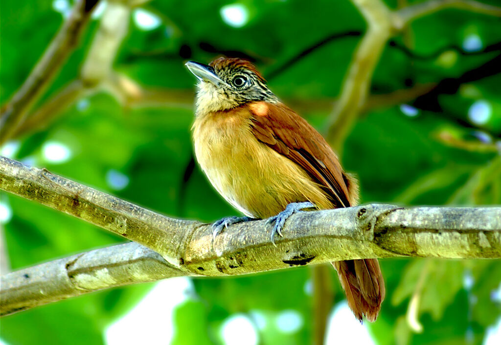 Barred Antshrike female adult, identification