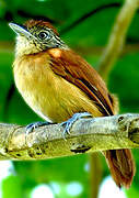 Barred Antshrike