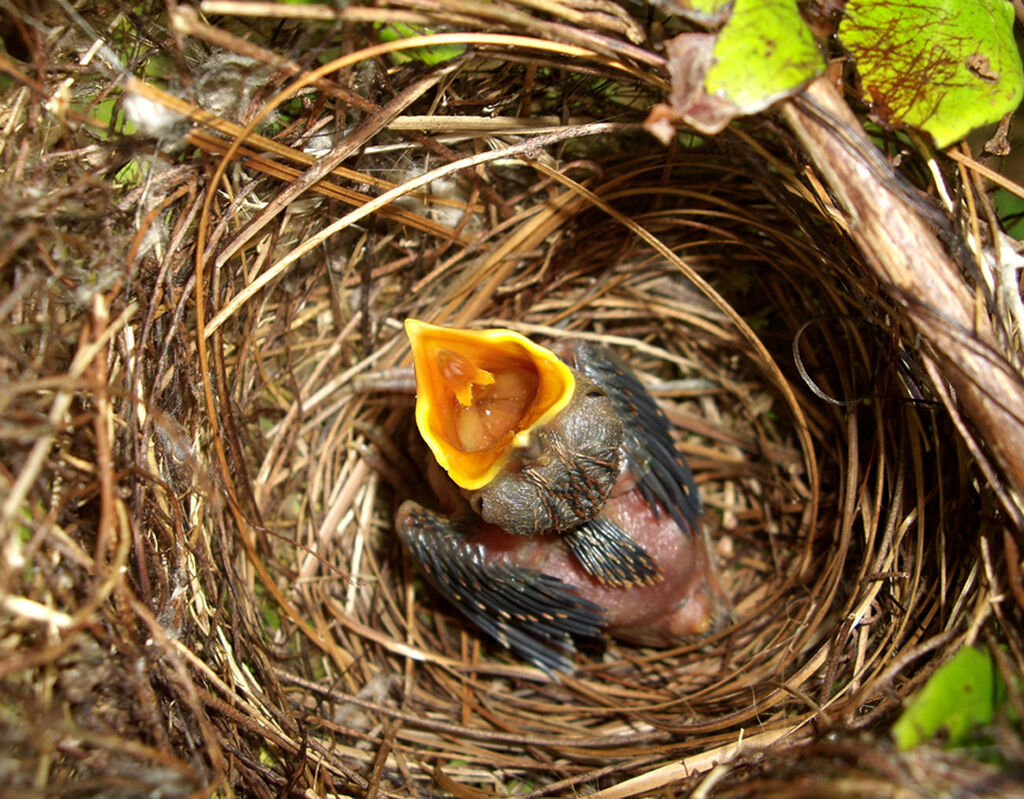 Barred Antshrike, Reproduction-nesting