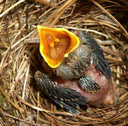 Barred Antshrike