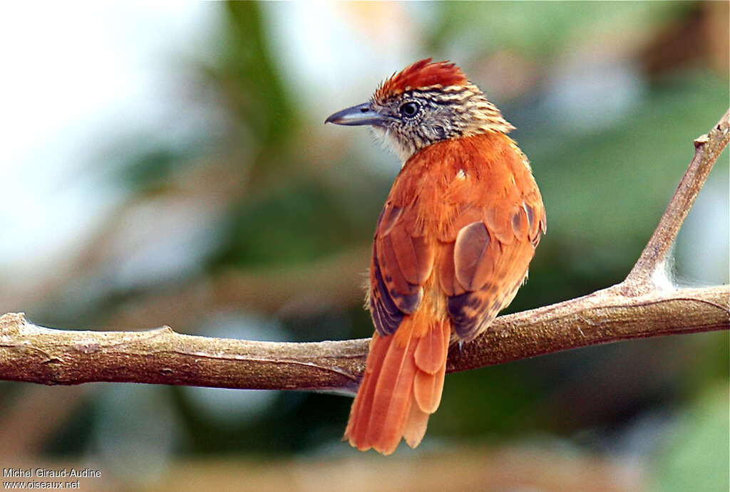 Barred Antshrike female adult, pigmentation