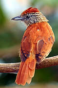 Barred Antshrike