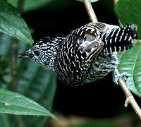 Barred Antshrike