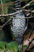 Barred Antshrike