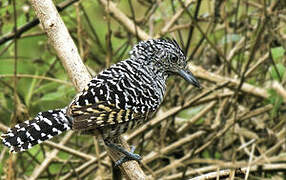 Barred Antshrike