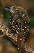 Northern Slaty Antshrike