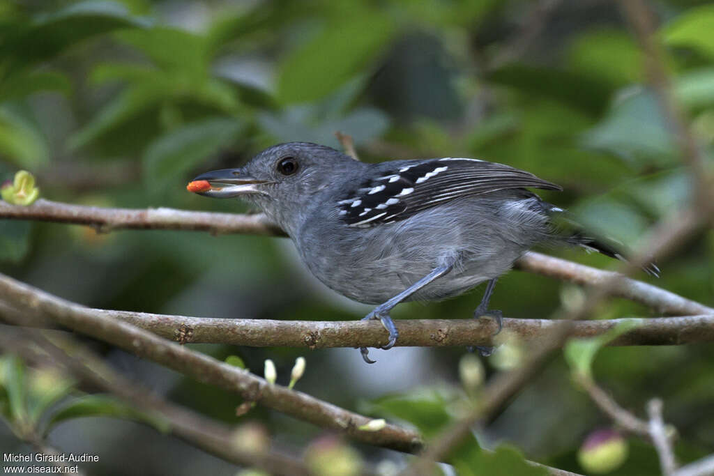 Northern Slaty Antshrike male adult, feeding habits