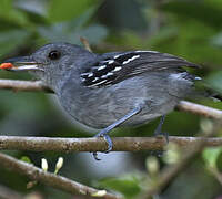 Northern Slaty Antshrike