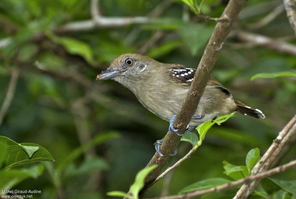 Northern Slaty Antshrike female adult, pigmentation, eats