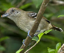 Northern Slaty Antshrike