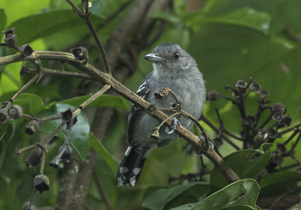 Northern Slaty Antshrike male adult