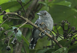 Northern Slaty Antshrike