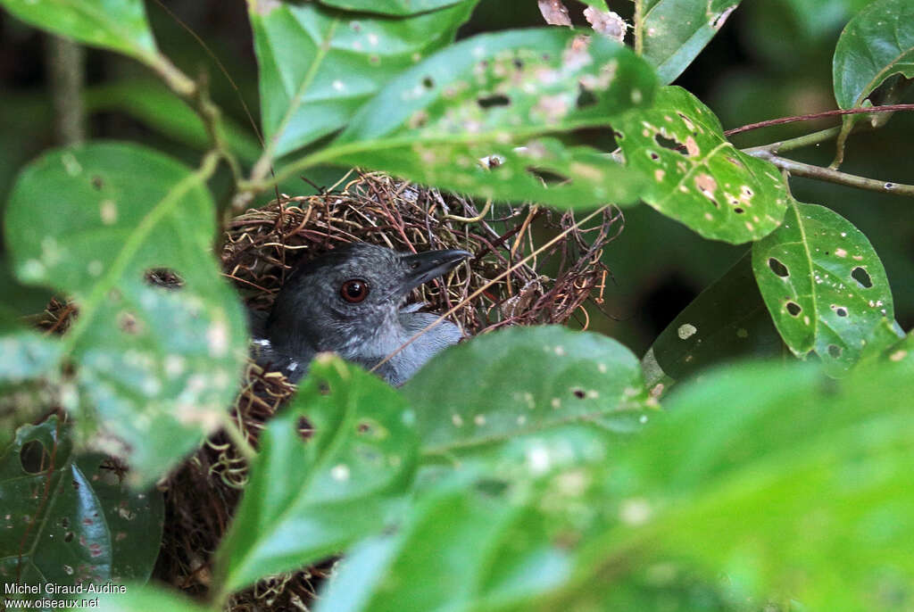 Northern Slaty Antshrike male adult, Reproduction-nesting