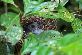 Northern Slaty Antshrike