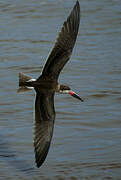 Black Skimmer