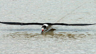 Black Skimmer