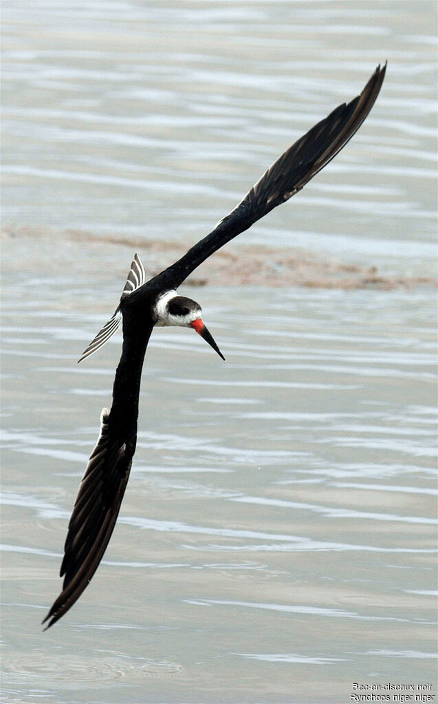 Black Skimmer, identification