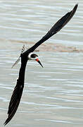 Black Skimmer