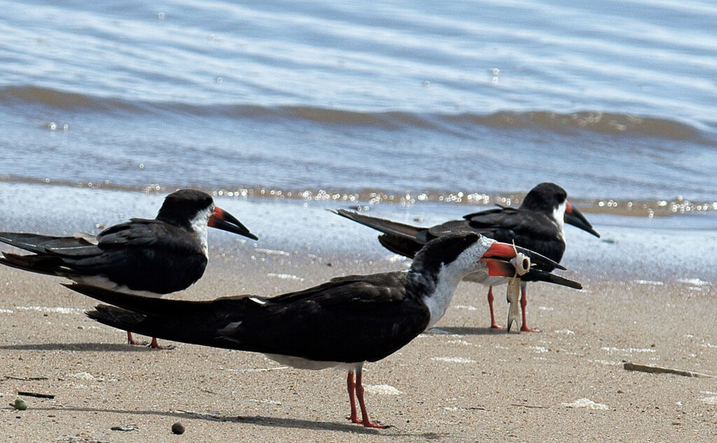 Black Skimmeradult, feeding habits