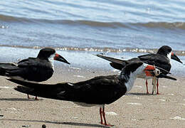 Black Skimmer