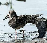 Black Skimmer