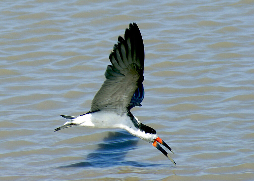 Black Skimmer