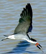 Black Skimmer