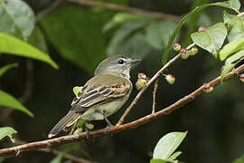 White-winged Becard