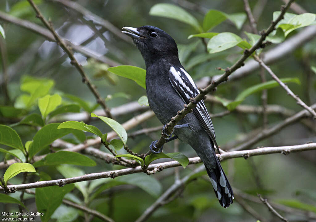 White-winged Becard male adult, song