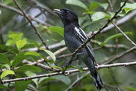 White-winged Becard