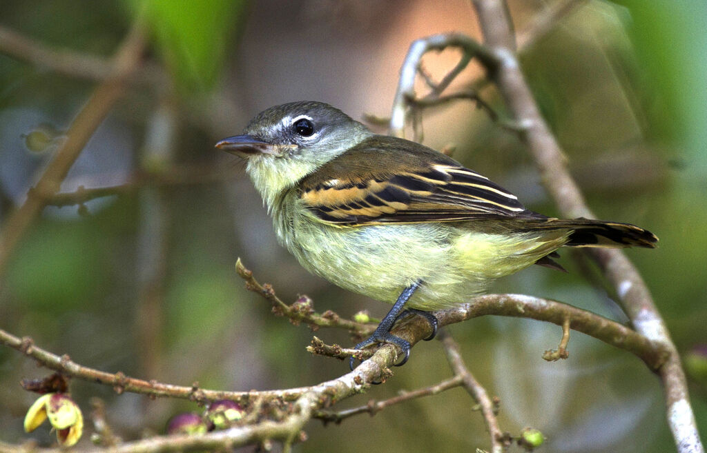 White-winged BecardFirst year