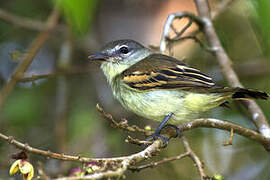 White-winged Becard