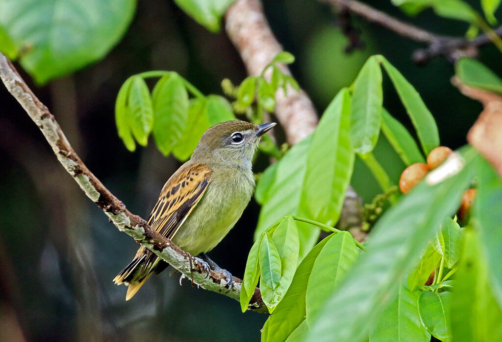 White-winged BecardFirst year