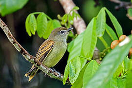 White-winged Becard