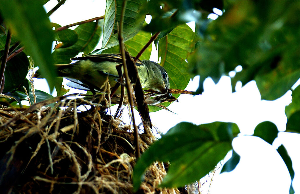 White-winged Becard