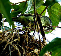 Bécarde à ailes blanches