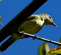 White-winged Becard