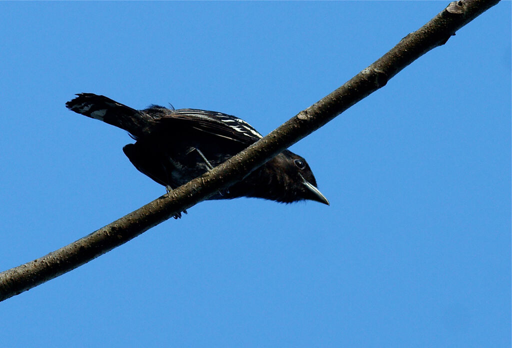 White-winged Becard