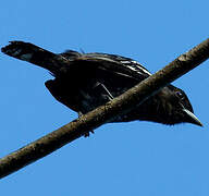 White-winged Becard