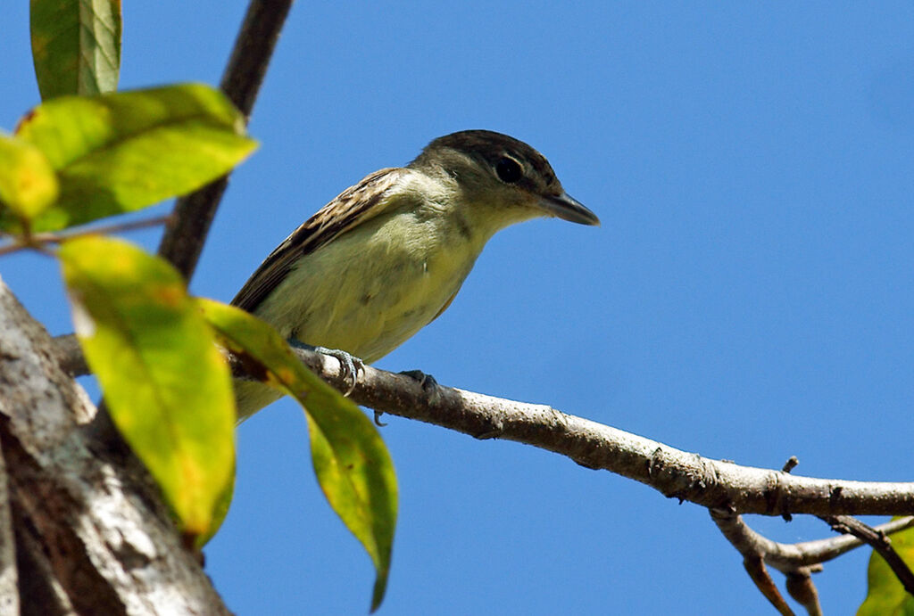 White-winged Becard