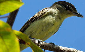 White-winged Becard