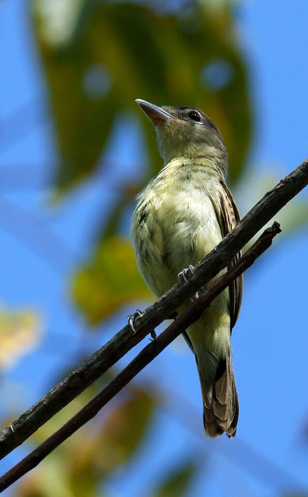 Bécarde à ailes blanches