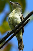 White-winged Becard