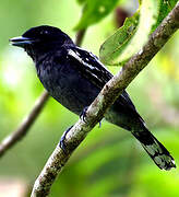 White-winged Becard