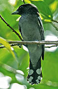 White-winged Becard