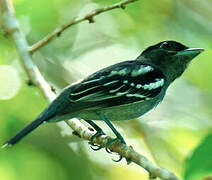 White-winged Becard