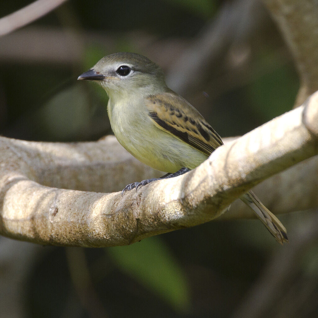 White-winged Becardjuvenile, identification