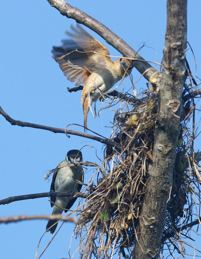 Cinereous Becard , Reproduction-nesting