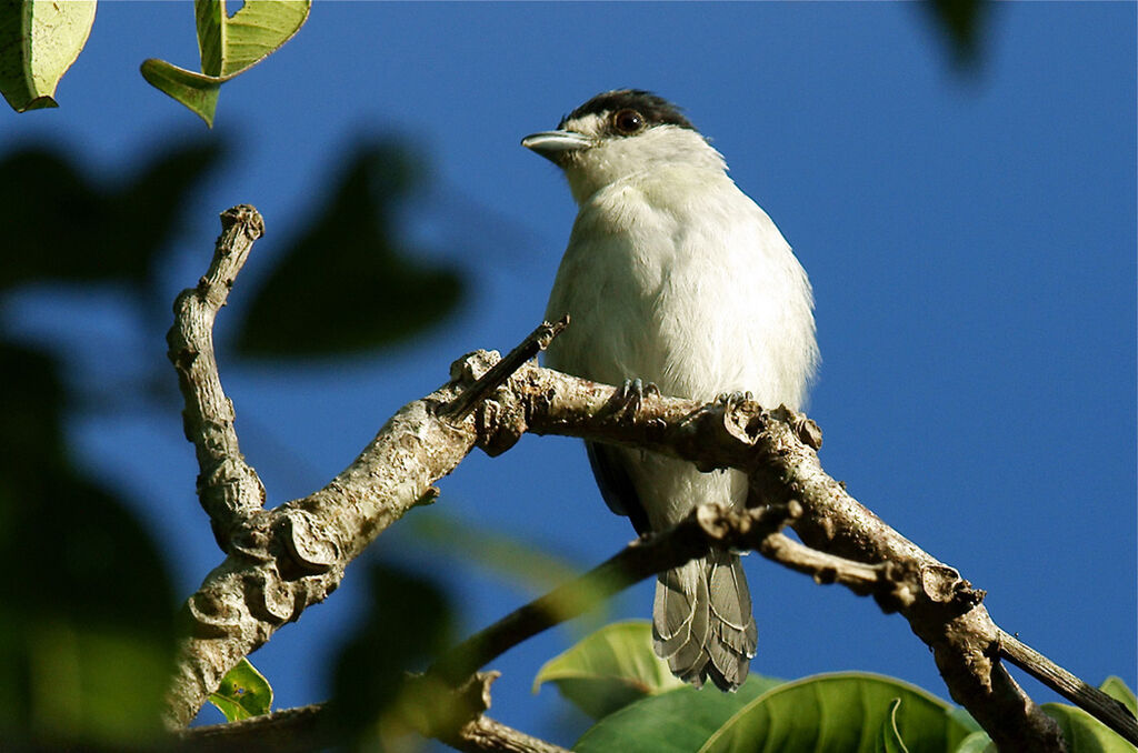 Bécarde cendrée mâle adulte, identification