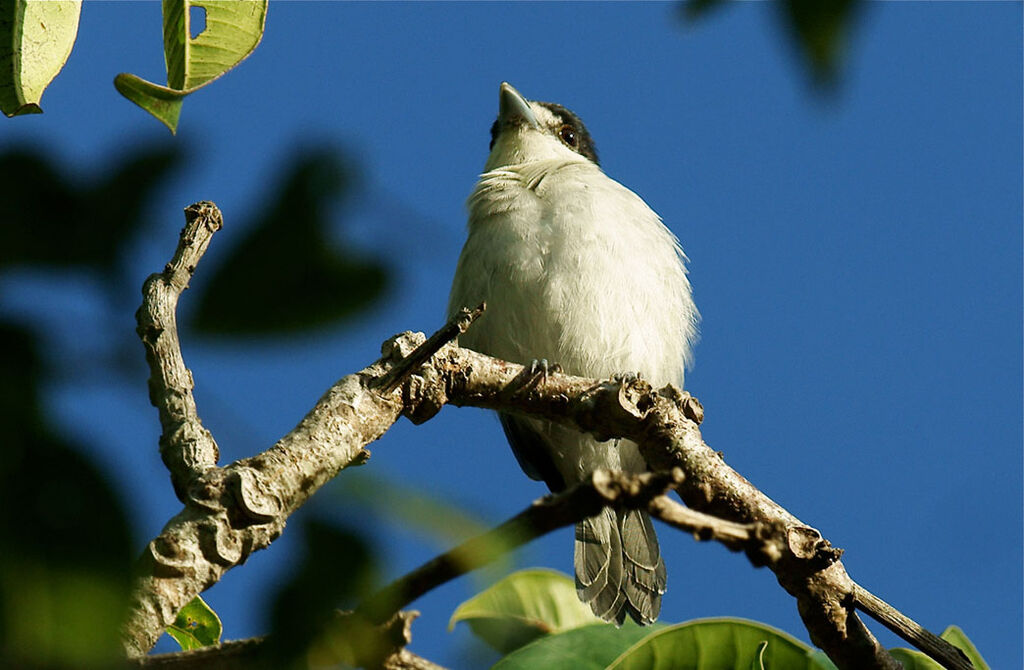 Cinereous Becard male adult